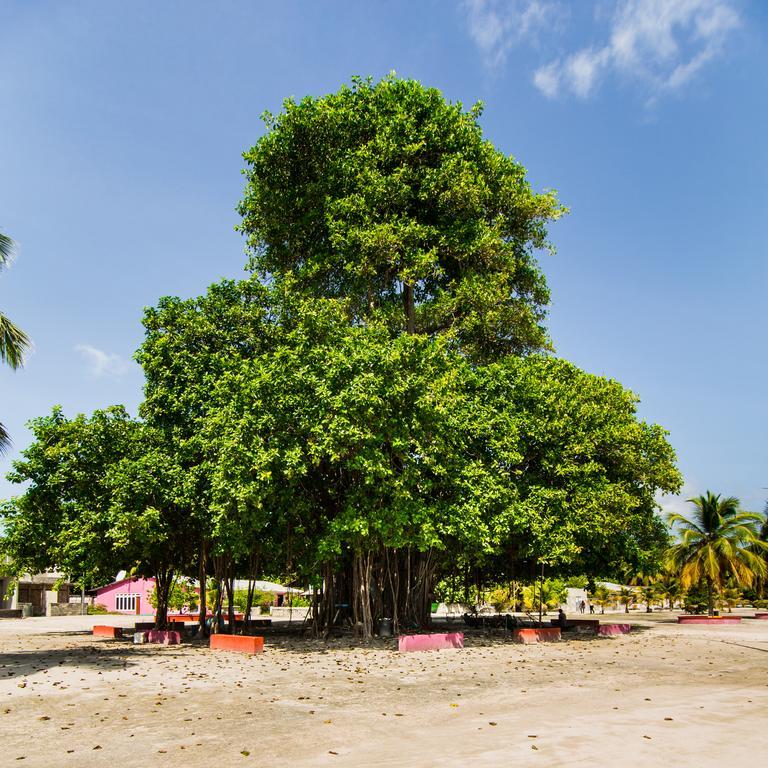 Villa Rosa Maldives Feridhoo Eksteriør billede